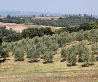Włochy: Zagadkowa epidemia w gajach oliwnych