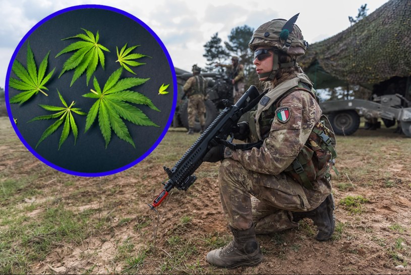 Włoscy żołnierze chcą wyprodukować w 2023 roku ogromne ilości medycznej marihuany. Ma to pomóc w osiągnięciu samowystarczalności w zaspokojeniu krajowych potrzeb na ten lek /Daniel Paciarelli /Wikipedia