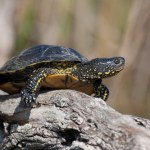 Rzym Włosi przecierają oczy. Zamieszkały w rezydencji prezydenta