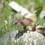 Włosi sięgnęli po niego podczas igrzysk w Cortinie. U nas to rzadkość