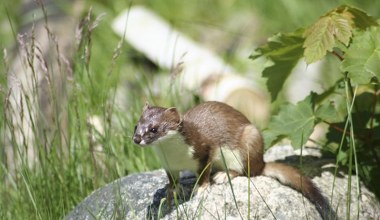 Włosi sięgnęli po niego podczas igrzysk w Cortinie. U nas to rzadkość