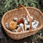 Włoski grzybiarz zgubił się w lesie. Apel policji