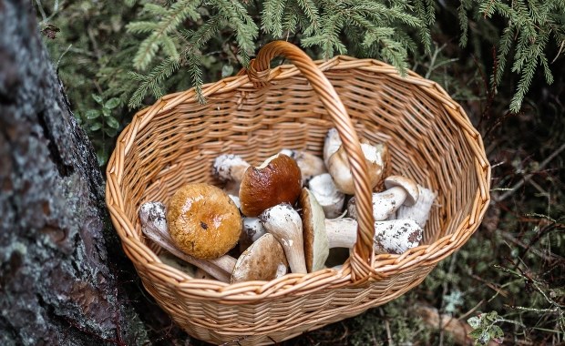 Włoski grzybiarz zgubił się w lesie. Apel policji