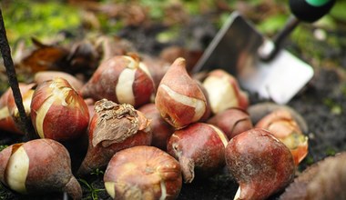 Włóż cebulki do ziemi. Wiosną zaleją ogród kolorami 