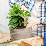 Włóż do doniczki a odstraszysz szkodniki. Ziemiórki nie mają szans 