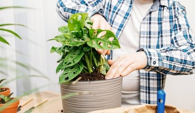 Włóż do doniczki a odstraszysz szkodniki. Ziemiórki nie mają szans 