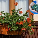 Włóż do każdej doniczki na balkonie. Kwiaty nie zwiędną nawet w najgorętsze dni