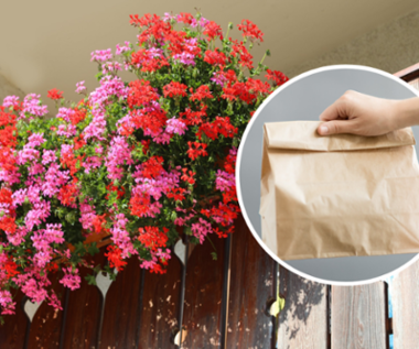 Włóż pelargonię do torby. Wiosną będzie jeszcze bujniejsza