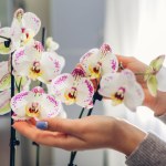 Włóż to do doniczki marniejącego storczyka. Doczekasz się wysypu kwiatów