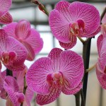 Włóż to do doniczki storczyka. Wyrośnie jak na drożdżach i obsypie się kwiatami