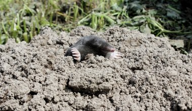 Włóż to do kopca. Długo nie zobaczysz kreta w ogrodzie