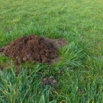 Włóż to do kopca. Długo nie zobaczysz kreta w ogrodzie