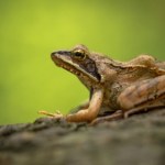 badanie Woda może szkodzić żabom bardziej niż ogień. Paradoksalny efekt