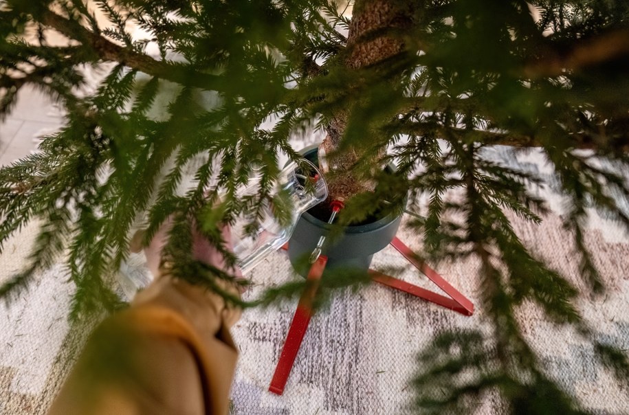 Woda to podstawa – jak podlewać choinkę? /Shutterstock