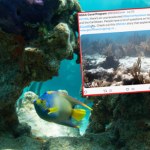 Woda w oceanie gorąca jak w kranie. Rekord ciepła na Florydzie