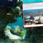 Woda w oceanie gorąca jak w kranie. Rekord ciepła na Florydzie