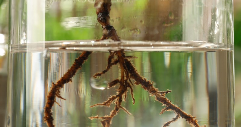 Woda z wierzby to naturalny ukorzeniacz, który zrobisz samodzielnie i który naprawdę działa. Wspiera rozwój korzeni i pomaga sadzonkom szybciej się przyjąć /Pixel