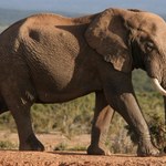 Wódka uratowała słonie