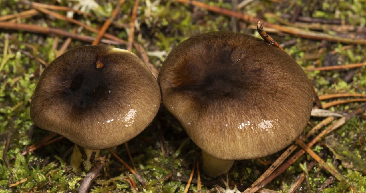 Wodnicha późna jest smacznym grzybem, którego można znaleźć zimą /Sunbird Images / imageBROKER /Agencja FORUM