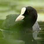 Wodny ptak nadal na celowniku. Najwięcej polowań jest w jednym miejscu