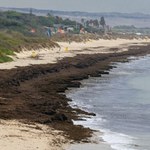 Wodorosty zaatakowały popularne plaże. Służby wywiozły już 1200 ton