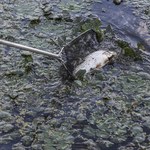 Wody Polskie: 282 upusty na Odrze bez pozwolenia na odprowadzanie ścieków