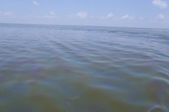 Wody Zatoki Meksykańskiej wciąż zanieczyszczone ropą