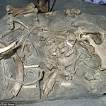 Wodzisław Śląski: Odkryto szczątki mamuta 