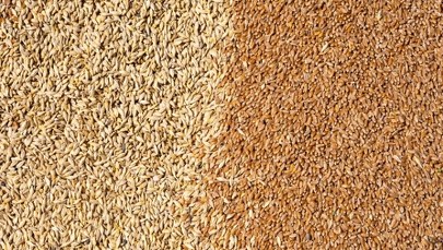 Wojewoda lubelski o nieprawidłowościach w imporcie zboża z Ukrainy