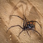 Wojna pająków. Czarne wdowy znikają z południowych stanów USA