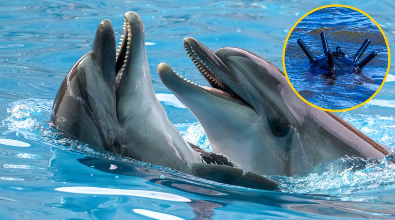 Wojna prowadzi do śmierci setek delfinów i morświnów na Morzu Czarnym /123RF/PICSEL