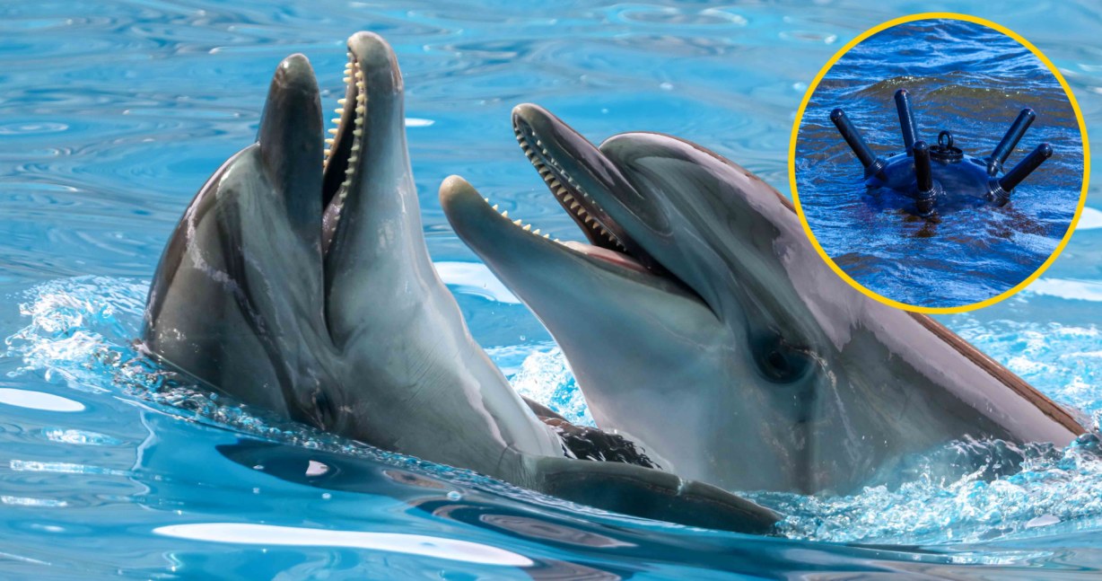 Wojna prowadzi do śmierci setek delfinów i morświnów na Morzu Czarnym /123RF/PICSEL