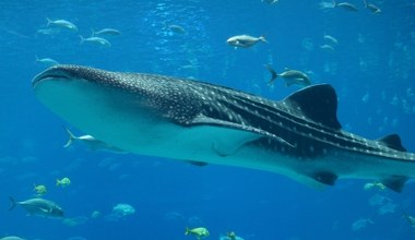 Wojna w Iranie uderza w największe ryby świata. Wiele z nich zginie