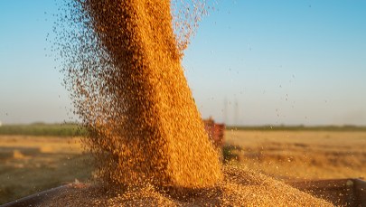 Wojna w "spichlerzu świata". Ukraina będzie transportować zboże przez bułgarski port