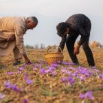 Iran Wojna z Iranem uderza w rynek cenionej przyprawy. Ceny gwałtownie rosną