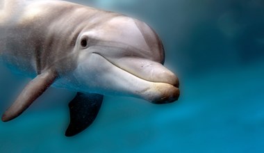 Wojna zabija delfiny. Ukraina oskarża Rosję o ekobójstwo