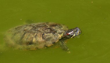 Wojownicze żółwie ninja przy nim wymiękają. Ten gad opanował świat