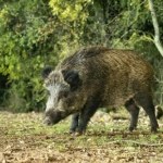 Wojsko będzie strzelać do dzików. Nie chcą dopuścić do zarażenia świń