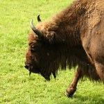 Wojskowa ciężarówka potrąciła żubra na Podlasiu. Zwierzę nie żyje