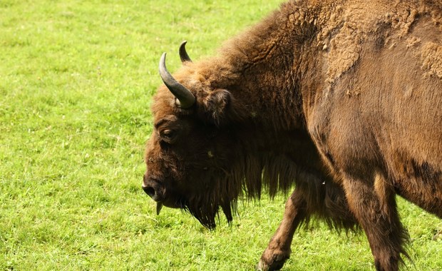 Wojskowa ciężarówka potrąciła żubra na Podlasiu. Zwierzę nie żyje