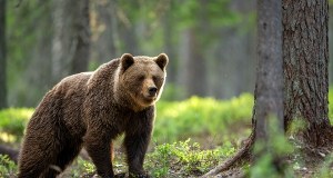 Wójt ostrzega przed niedźwiedziem. "Zwierzę przemieszczało się drogą gminną"