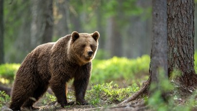 Wójt ostrzega przed niedźwiedziem. 