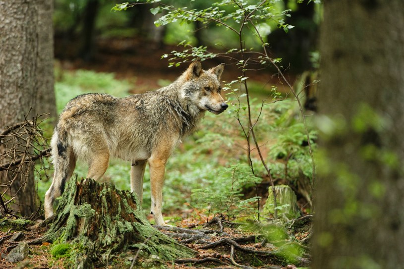 Wokół wilków narosło mnóstwo niesprawiedliwych mitów /Christian Cabron/Bios Photo/East News /East News