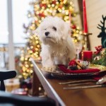 "Wolę spędzić te święta z moim psem, niż z rodziną". Te słowa wywołują wiele emocji 