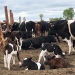 Wolne krowy zniewolone przepisami. Co dalej ze stadem z Deszczna w Lubuskiem? 