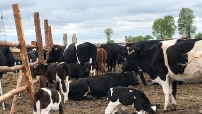 Wolne krowy zniewolone przepisami. Co dalej ze stadem z Deszczna w Lubuskiem? 