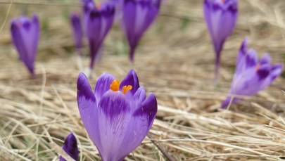 Wolontariusze do pilnowania krokusów poszukiwani!