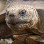 Wolontariusze uratowali tysiące wychłodzonych żółwi