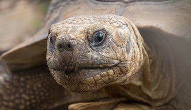 Wolontariusze uratowali tysiące wychłodzonych żółwi