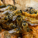 Wosk pszczeli - właściwości zdrowotne i zastosowanie w medycynie naturalnej